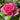 Pink rose bloom with shiny green leaves.
