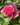 Pink rose bloom with shiny green leaves.