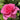 Close-up of a pink rose with green leaves in the background