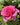 Close-up of a pink rose with green leaves in the background