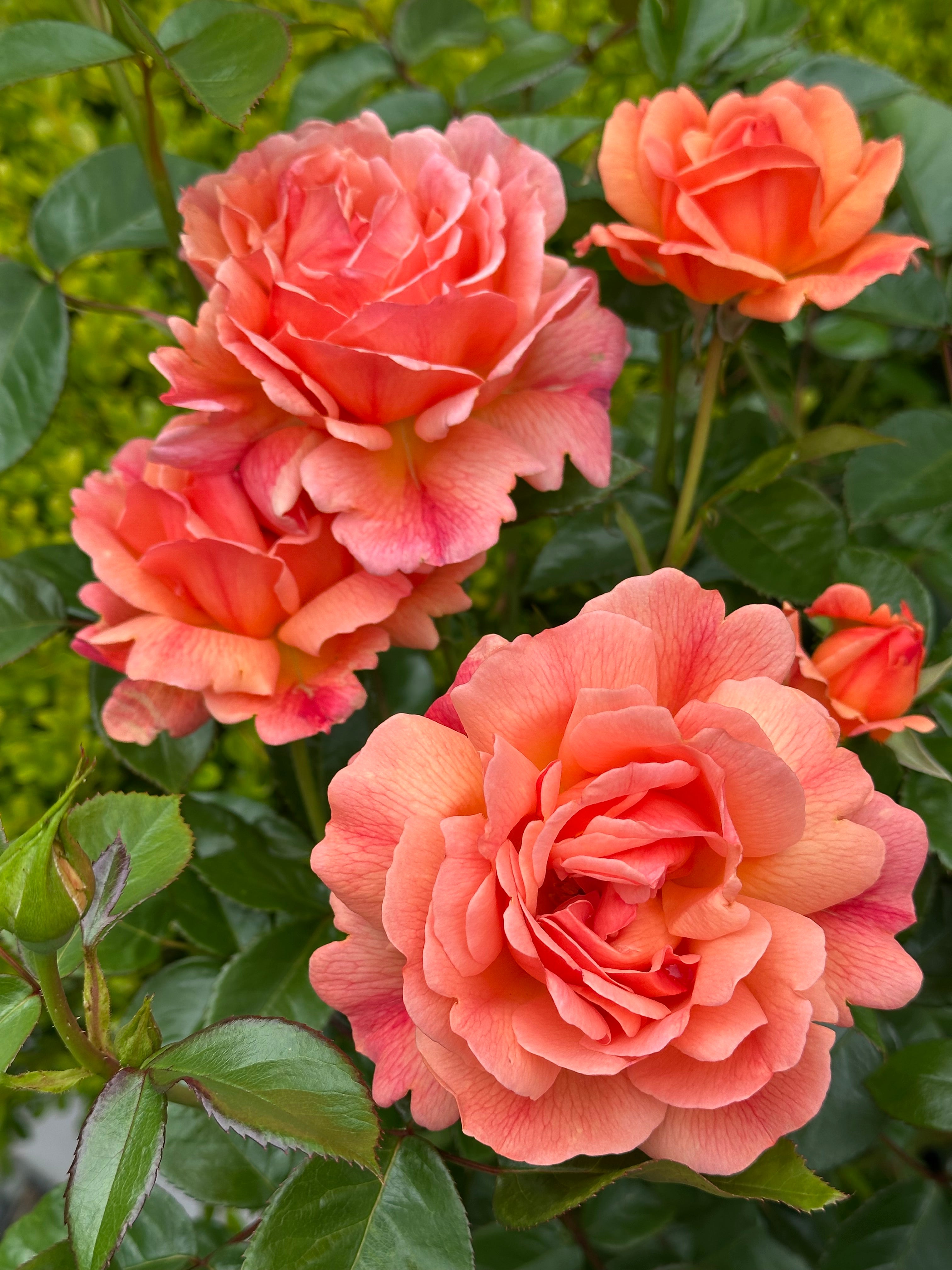 Lady Blake Roses Lady Emily – Lakeview Roses