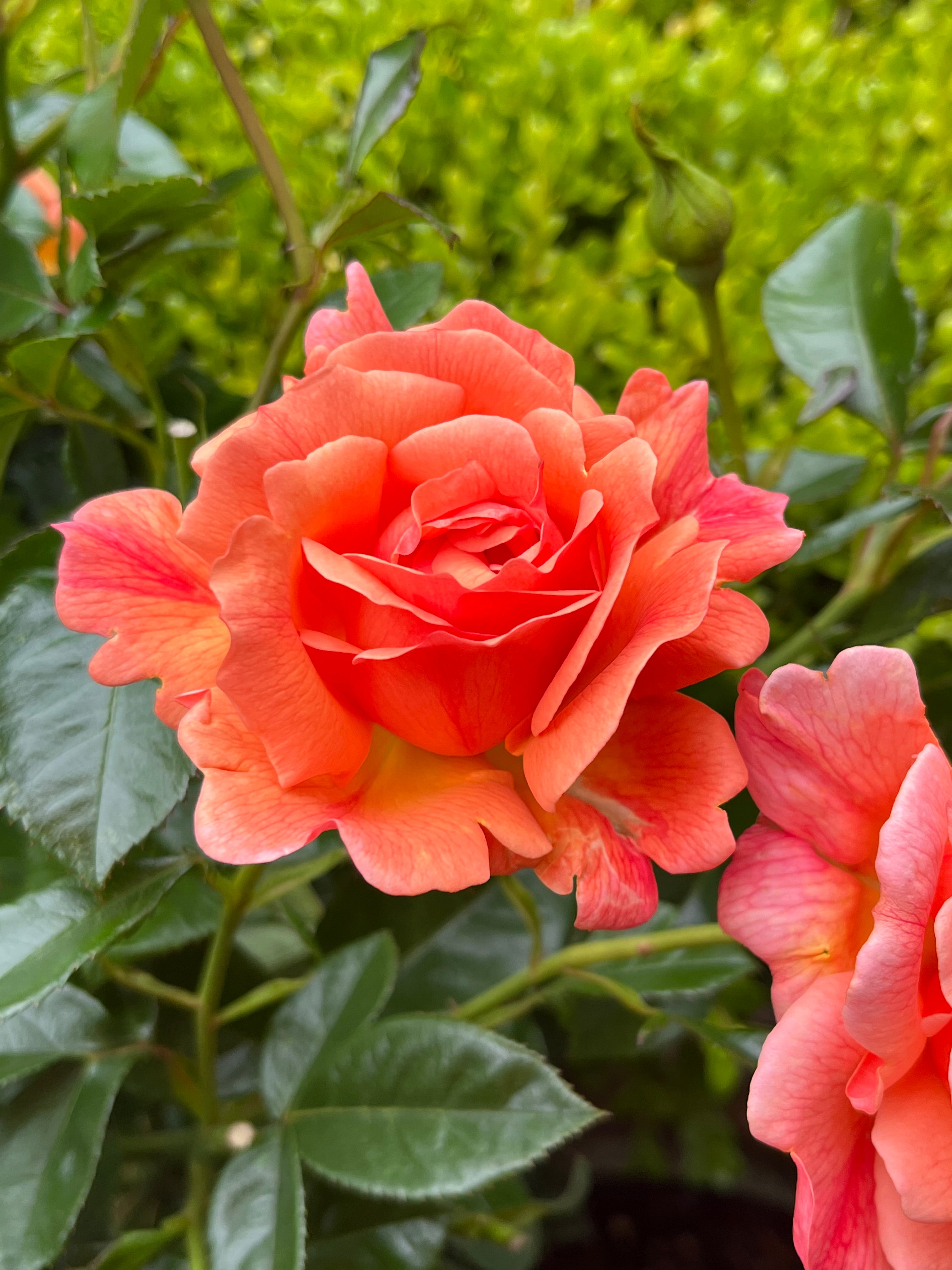 Lady Blake Roses Lady Emily – Lakeview Roses