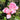 Two pink rose blooms with green leaves in a garden setting.