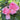 Close up of two pink rose blooms with green leaves in a garden setting.