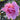 A close-up of a blooming pink rose with layered petals, set against a blurred background of green leaves.