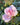 A single pale pink rose bloom surrounded by green leaves in a garden setting.
