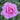 A close-up of a blooming pink rose with layered petals, surrounded by green leaves in a garden setting.