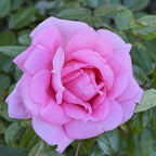 Lambert Closse