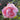A close-up of a blooming pink rose with layered petals, surrounded by green leaves and a softly blurred garden background.