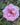 A close-up of a blooming pink rose with layered petals and a yellow-brown center, surrounded by green leaves.