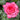 A close-up of a vibrant pink rose bloom covered in water droplets, surrounded by wet green leaves.