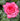 A close-up of a vibrant pink rose bloom covered in water droplets, surrounded by wet green leaves.
