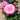 A close-up of a blooming pink rose in a garden, with several buds and green leaves around it. The background is softly blurred, showing more rose plants and a dirt path.