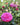 A close-up of a vibrant pink rose bloom with green leaves, surrounded by blurred pink and white flowers in a garden setting.