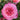 A close-up of a blooming pink rose with layered petals and dark green leaves, with other rose buds blurred in the background.