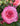 A close-up of a blooming pink rose with layered petals and dark green leaves, with other rose buds blurred in the background.