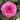 A close-up of a vibrant pink rose bloom surrounded by green leaves.