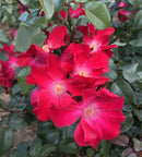 Liberty™
