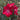 Vibrant red rose blooms open with 5 petals and deep magenta and yellow centers, surrounded by green leaves in a garden setting.
