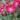 Vibrant pink red rose blooms with green leaves in a garden setting.