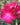A close-up of a bright pink red rose bloom with five petals and a yellow center, surrounded by green leaves and other blurred rose flowers in a garden setting.