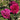 Two vibrant magenta-pink rose blooms with green leaves in a garden setting.