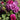 A close-up of a rose bush with vibrant magenta and light purple blooms, surrounded by deep green leaves and small green buds under natural sunlight.