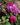 A close-up of a rose bush with vibrant magenta and light purple blooms, surrounded by deep green leaves and small green buds under natural sunlight.