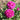 Bright pink rose blooms with green leaves in a garden setting.