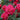 Vibrant pink-red roses in full bloom with green leaves and buds, photographed close-up in a garden setting.