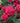 Vibrant pink-red roses in full bloom with green leaves and buds, photographed close-up in a garden setting.
