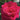 A close-up of a vibrant  hot pink near magenta rose bloom with tightly curled petals, set against a soft-focus background of green leaves and dark branches.