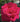 A close-up of a vibrant  hot pink near magenta rose bloom with tightly curled petals, set against a soft-focus background of green leaves and dark branches.