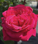 Lipstick Fragrant Showpiece™