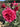 A close-up of a vibrant pink rose bloom with surrounding deep pink nearly red buds and green leaves in a garden setting.
