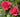 Two vibrant pinkish-red rose blooms surrounded by glossy green leaves in a garden setting.