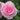 A close-up of a blooming pink rose with layered petals and green leaves in the background.