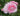 A close-up of a blooming pink rose with layered petals in soft pink and white, surrounded by green leaves against a blurred garden background.