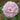 A close-up of a blooming pink rose with layered petals and green leaves, photographed outdoors against a softly blurred natural background.