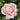 A close-up of a blooming rose with soft peach-pink petals fading to white at the edges, surrounded by dark green foliage.