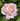 A close-up of a blooming rose with soft peach-pink petals fading to white at the edges, surrounded by dark green foliage.