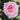 A close-up of a light pink rose bloom with layered petals, set against a blurred background of green leaves and dark foliage.