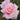 A close-up of a light pink rose in full bloom with soft layered petals, set against a blurred green garden background.