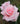 A close-up of a light pink rose in full bloom with soft layered petals, set against a blurred green garden background.