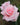 A close-up of a light pink rose in full bloom with soft layered petals, set against a blurred green garden background.