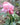 A close-up photograph of a pink rose bud in bloom with a larger soft pink rose blurred in the background, set in a garden with green leaves and soil.