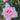 A close-up of a light pink rose in full bloom, surrounded by green leaves and other blurred pink roses in the background.