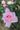 A close-up of a light pink rose in full bloom, surrounded by green leaves and other blurred pink roses in the background.