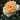 A close-up of a pale peach and cream rose bloom with soft layered petals, photographed outdoors against a blurred dark green and black background.