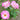 Pink and white bicolored roses with green leaves in a garden setting.